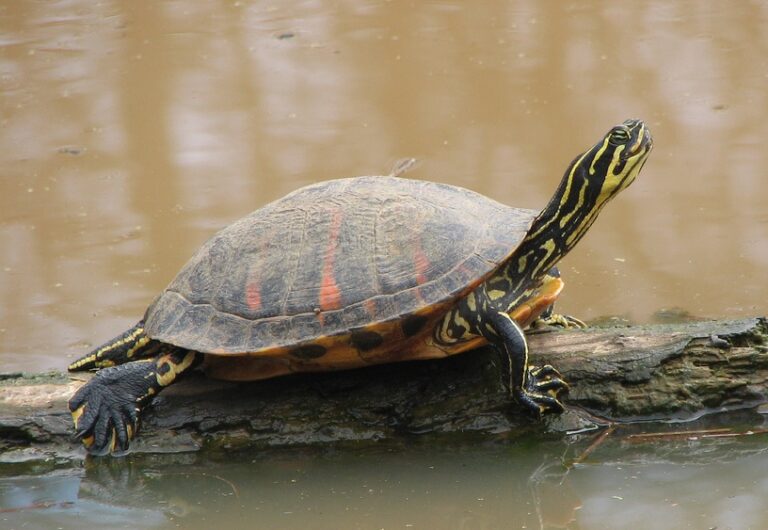 Turtle Park: Largo’s Best-Kept Secret for Wildlife and Family Fun